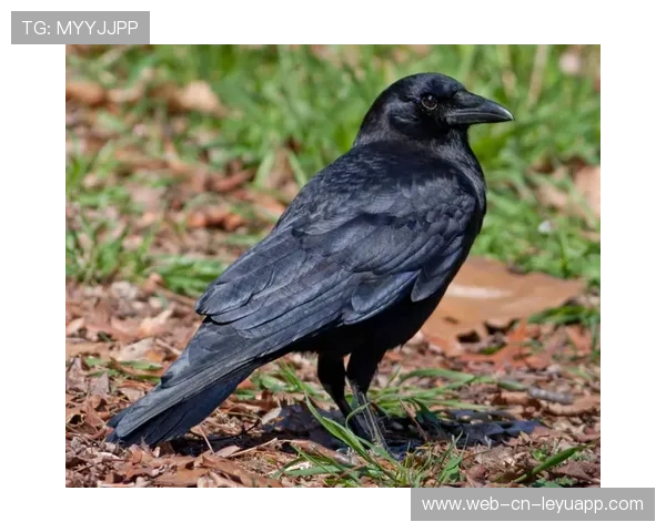 乌鸦赢球方式老练，经验就是差距，乌鸦玩法